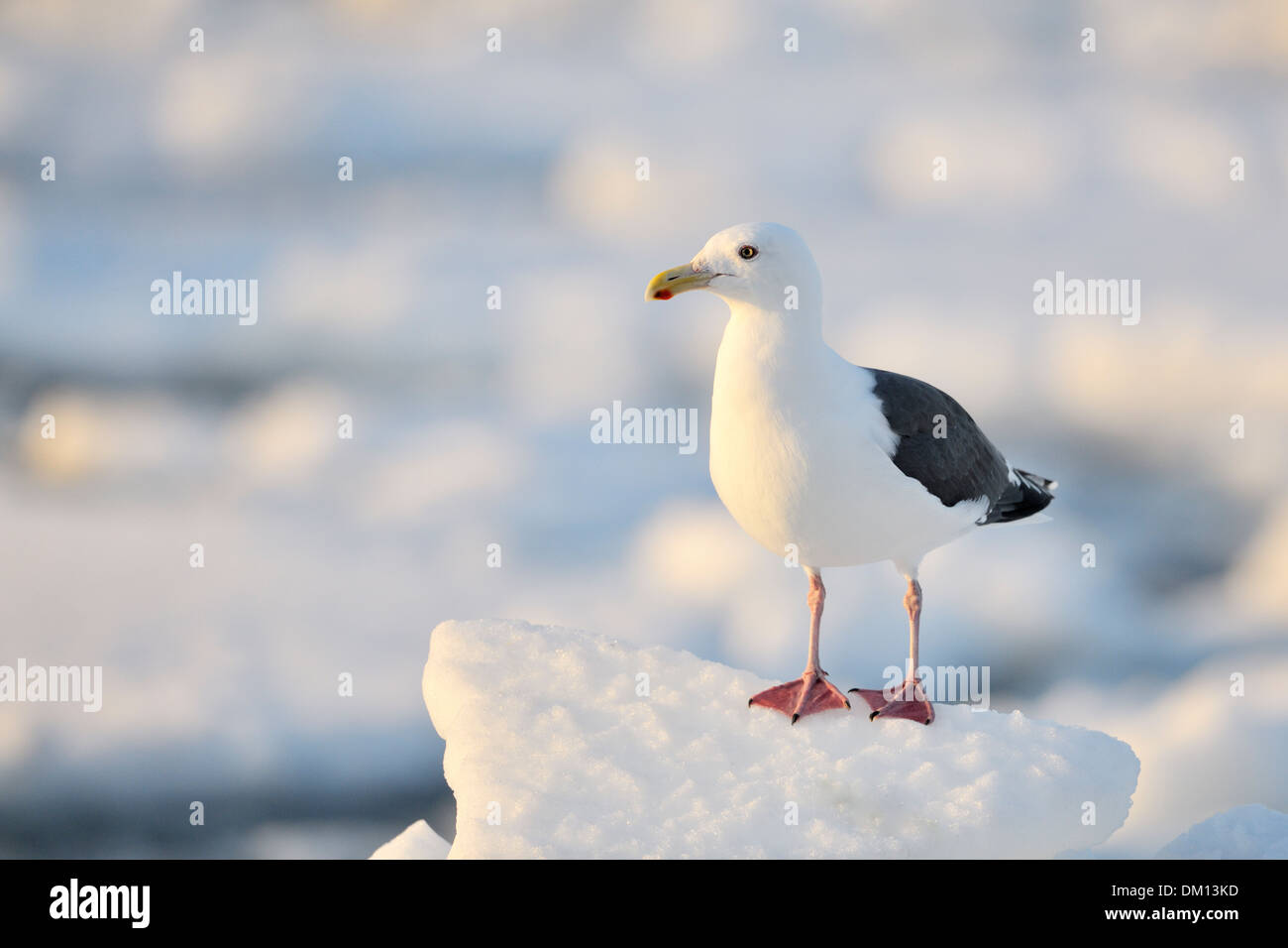 Slaty-backed Gull (Larus schistisagus) in piedi sul ghiaccio al pack ghiaccio, Rausu, Hokkaido, Giappone. Foto Stock