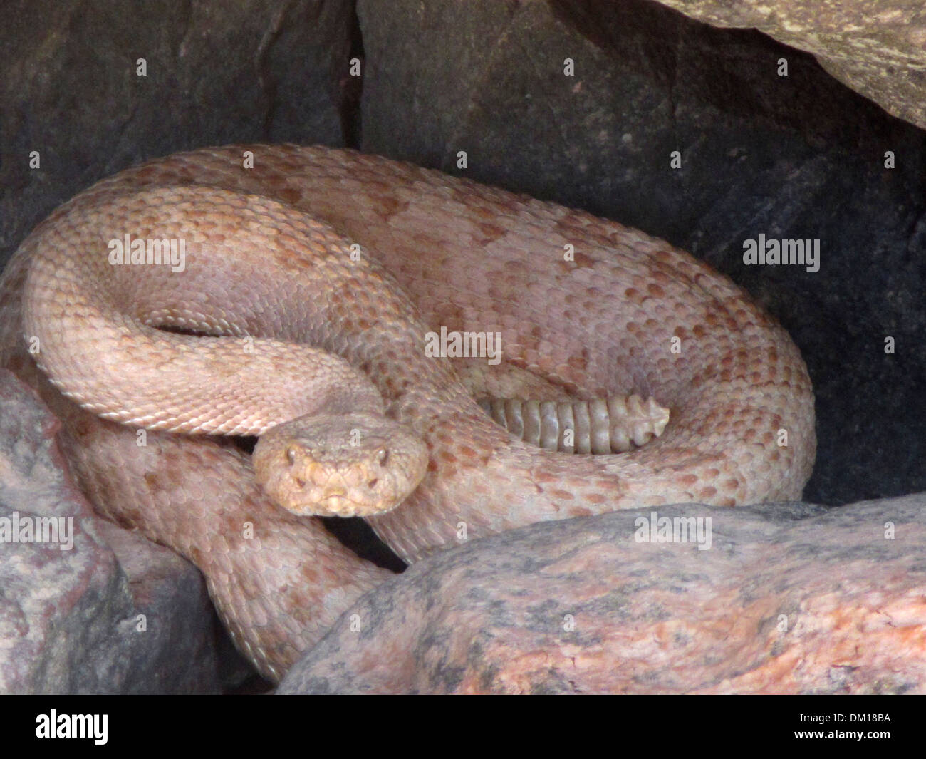 Rattlesnake pallido nel Grand Canyon. Rattlesnakes sono un gruppo di serpenti velenosi dei generi Crotalus e Sistruru Foto Stock