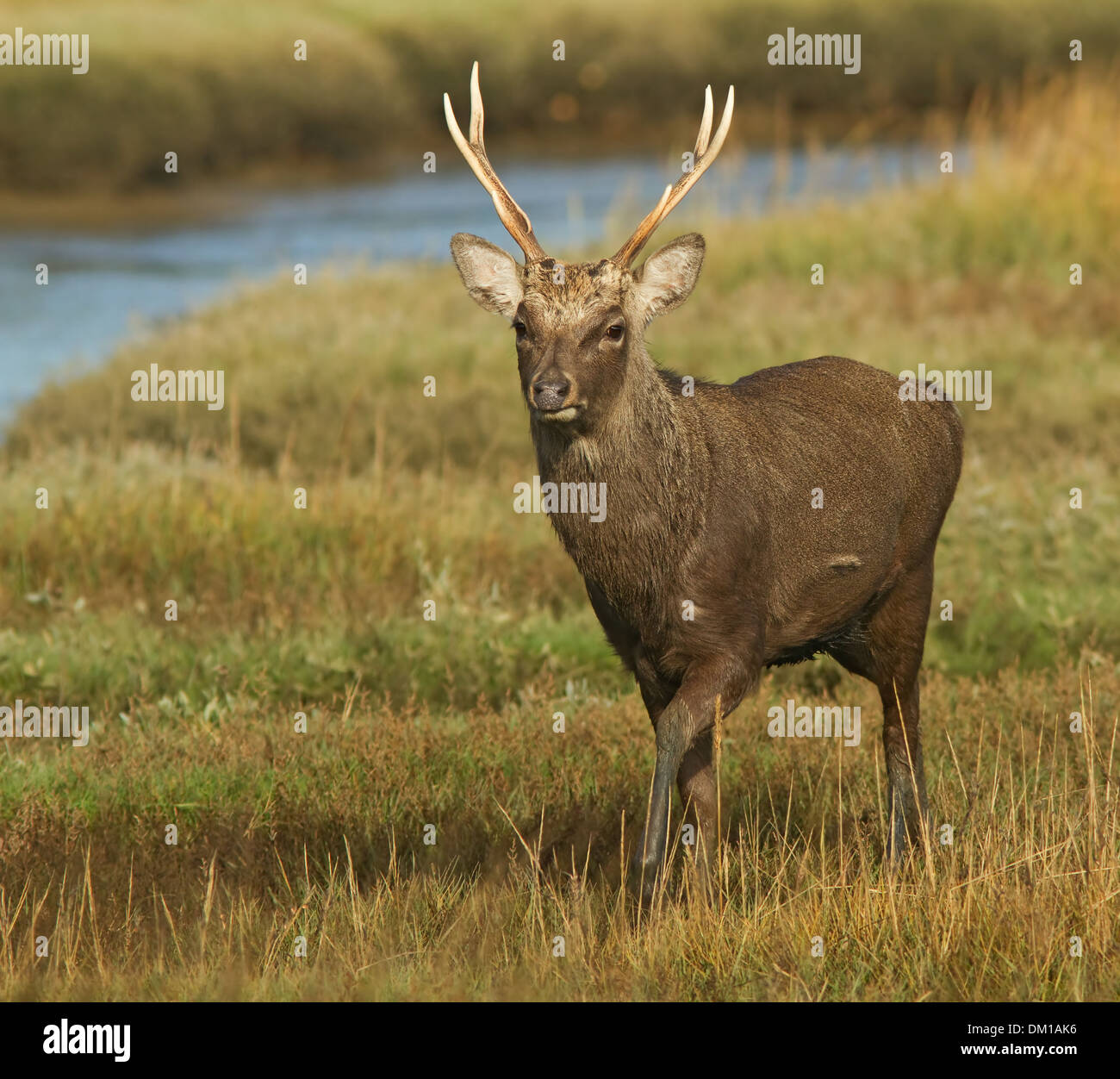 Maschio dei cervi di Sika Foto Stock