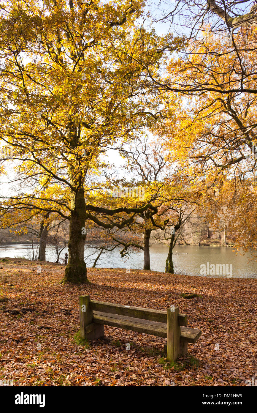 In autunno il Royal Foresta di Dean, Cannop stagni, GLOUCESTERSHIRE REGNO UNITO Foto Stock