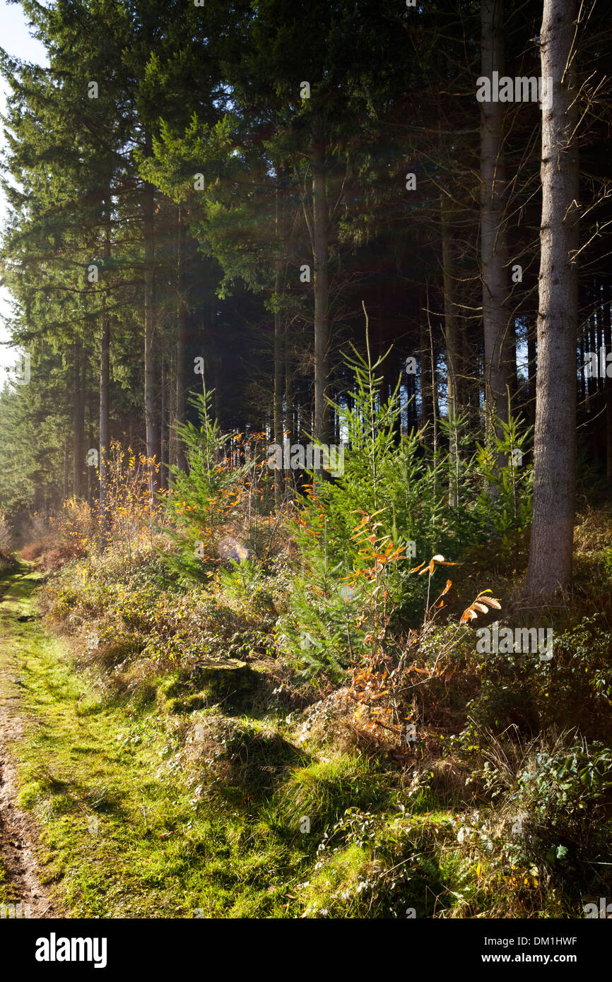 In autunno il Royal Foresta di Dean vicino a Coalway, GLOUCESTERSHIRE REGNO UNITO Foto Stock
