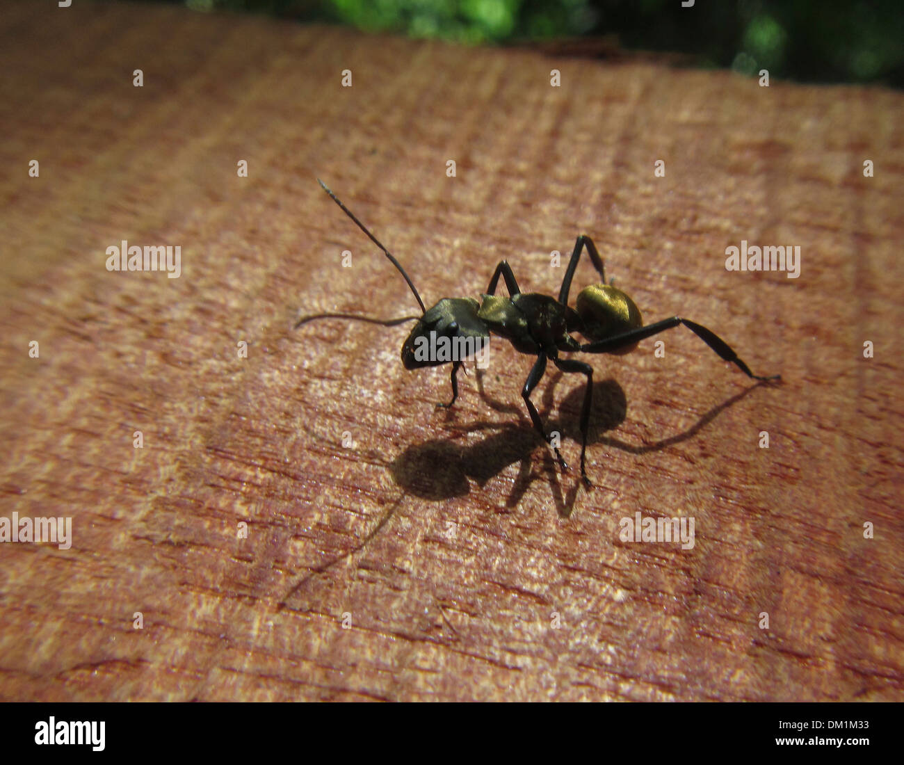 Golden Ant in Costa Rica Camponotus sericeiventris. Golden Carpenter formiche, uno dei più riconoscibili le formiche in America centrale Foto Stock