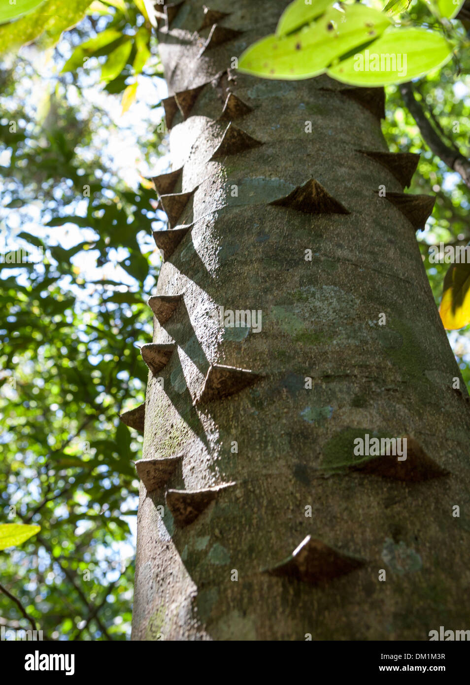 La Hercules Club tree, noto anche come il diavolo il bastone da passeggio o cenere coccolone, è una specie di albero, originaria del Nord America. Foto Stock