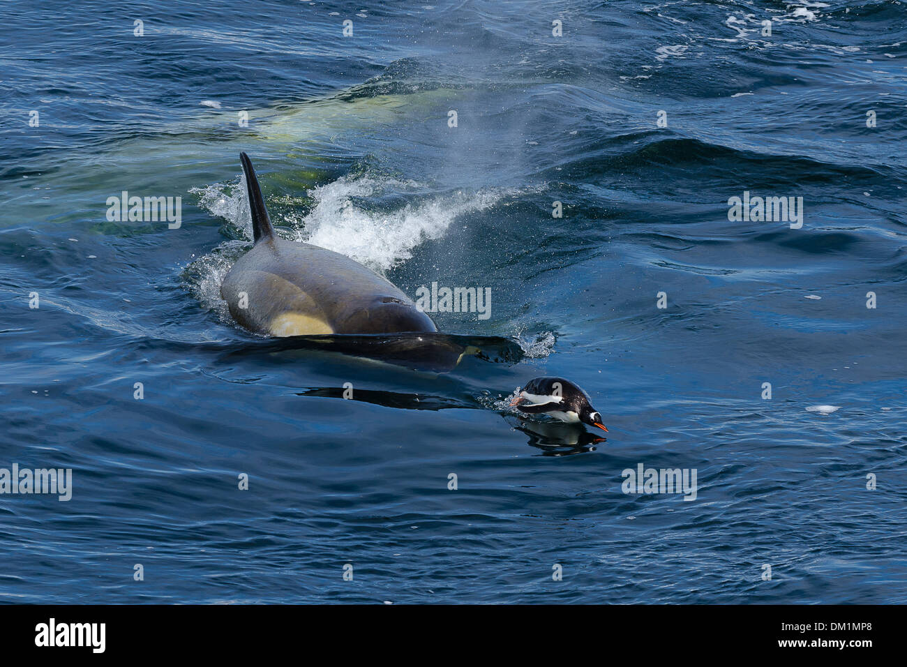 Un tipo b stretto di Gerlache Killer Whale orcinus orca caccia un pinguino papua in Antartide Foto Stock