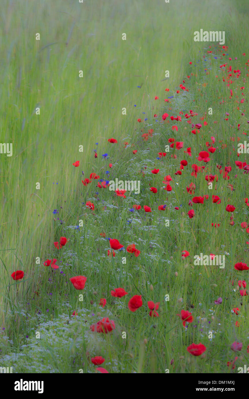 Poppies in orzo campo nei pressi di Campi, Umbria, Italia Foto Stock