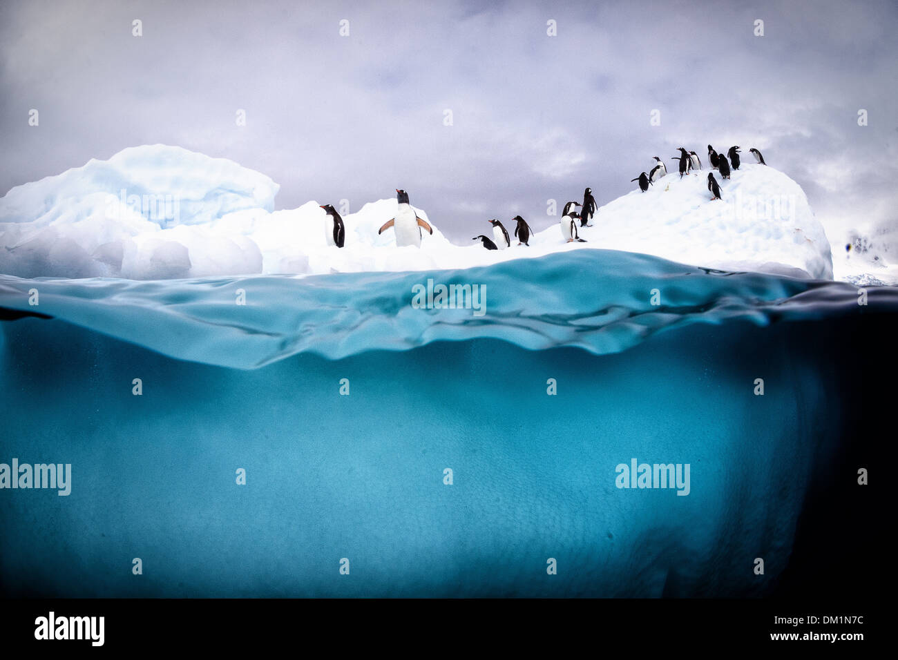 I pinguini Gentoo su un iceberg in Antartide che mostra un iceberg sia sopra che sotto l'acqua Foto Stock