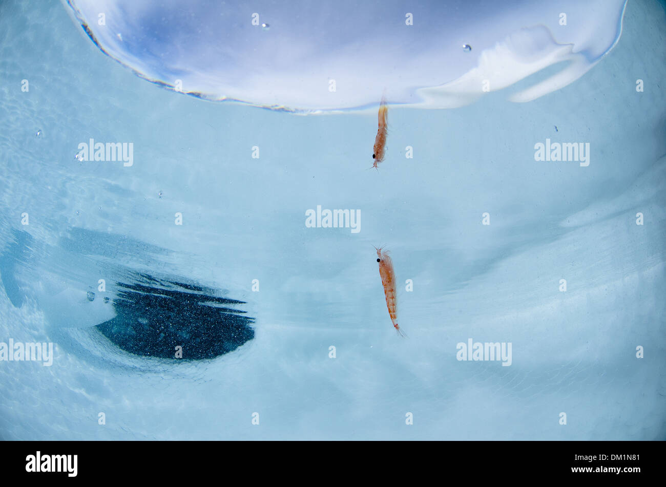 Krill antartico Euphausia superba nuoto nei pressi di un iceberg riflettendo sulla superficie dell'acqua Foto Stock