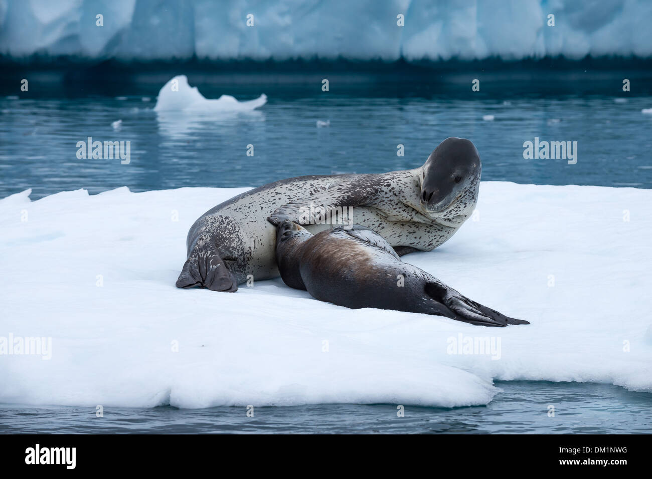 Una guarnizione di tenuta di leopard madre con il suo cucciolo Hydrurga leptonyx poggiante su iceberg in Antartide Foto Stock
