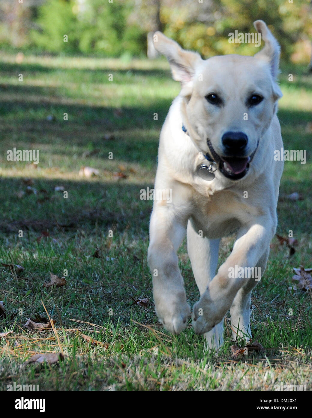 Il Labrador Retriever cucciolo eseguire, laboratorio, pari-temprato e ben educati intorno a bambini e anziani, atletico e giocoso,più popolari Foto Stock