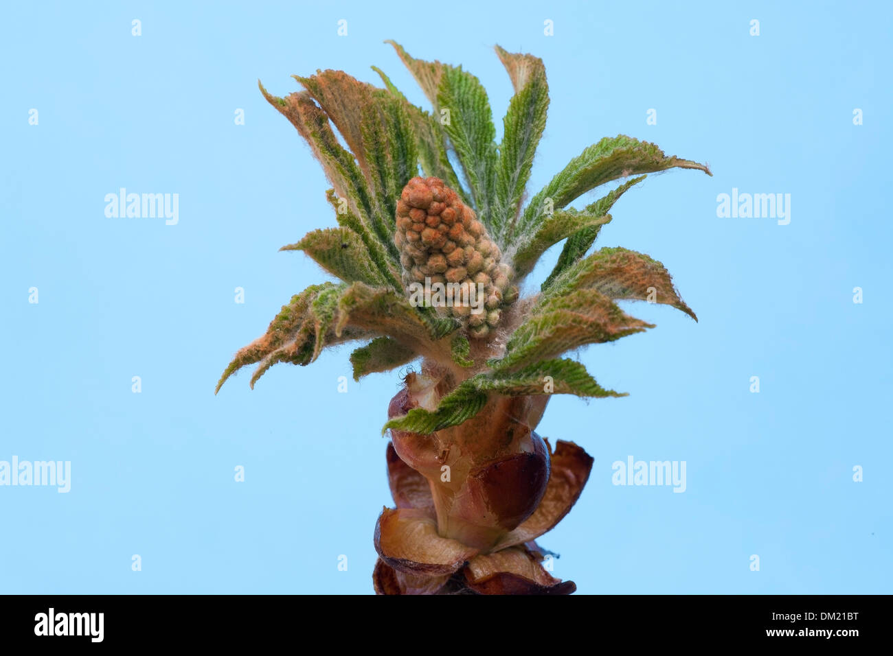 Aesculus hippocastanum Foto Stock