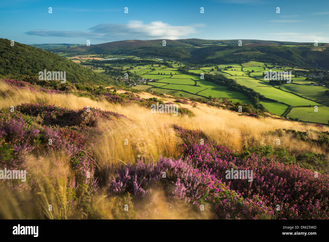 Coastal heath (comune di campana di erica Erica e western gorse) sulla collina Bossington nella tarda estate Dunkery Beacon al di là di Exmoor Foto Stock