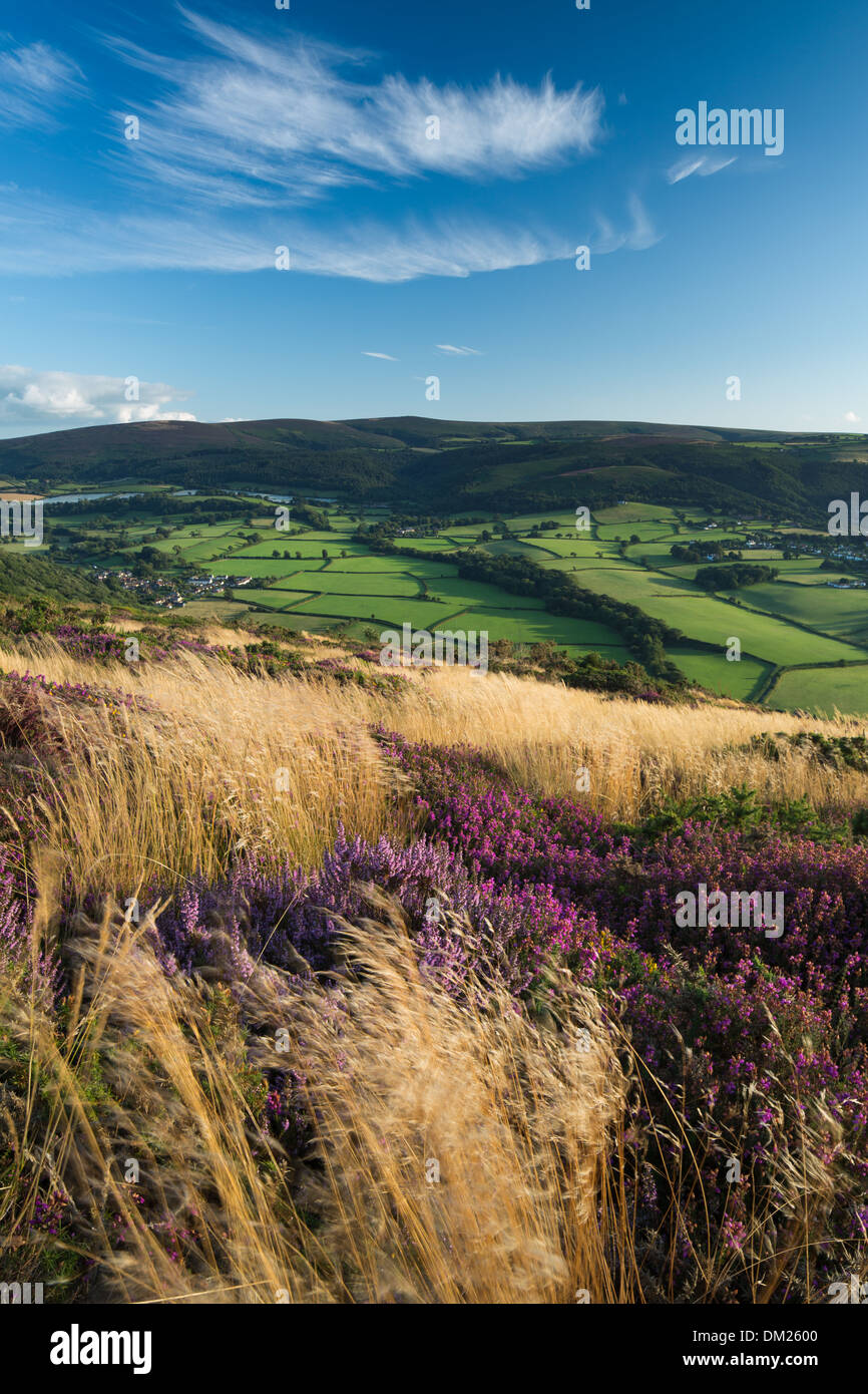 Coastal heath (comune di campana di erica Erica e western gorse) sulla collina Bossington nella tarda estate Dunkery Beacon al di là di Exmoor Foto Stock