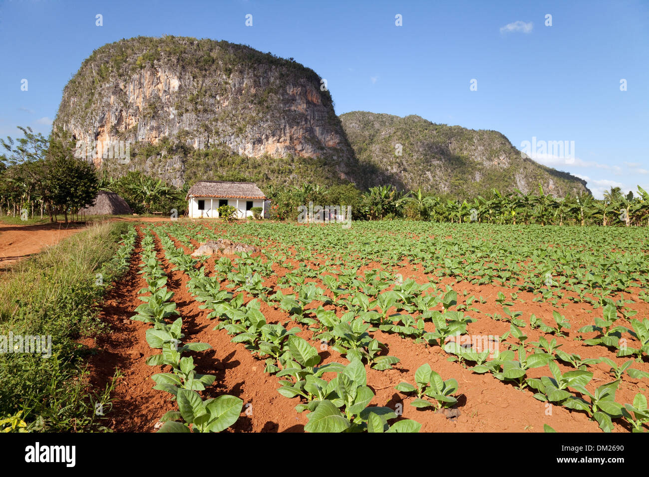 La piantagione di tabacco farm con calcare mogote, Vinales Valley, sito patrimonio mondiale dell'UNESCO, Cuba, Caraibi Foto Stock