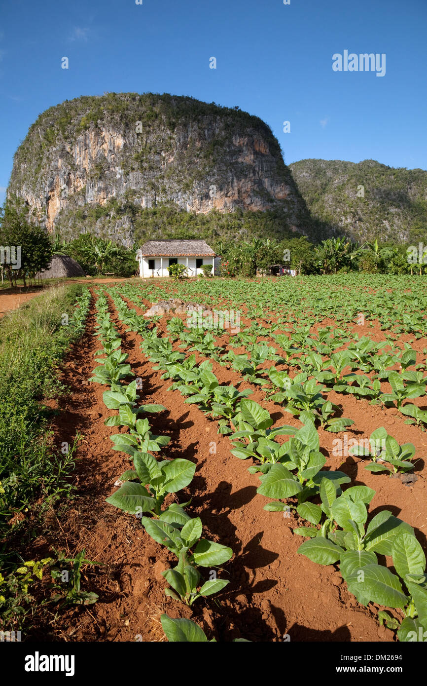 La piantagione di tabacco farm con calcare mogote, Vinales Valley, sito patrimonio mondiale dell'UNESCO, Cuba, Caraibi Foto Stock