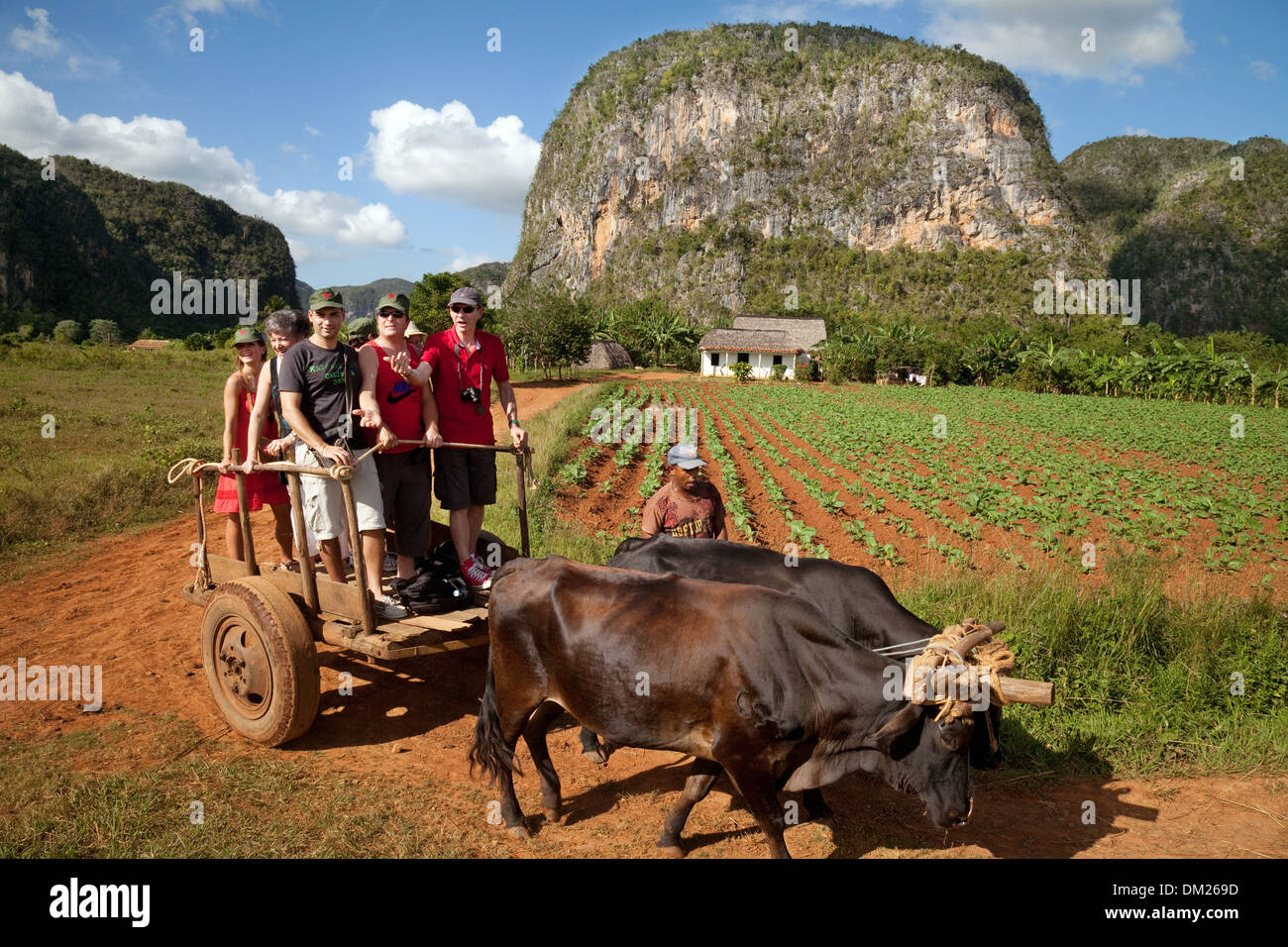 I turisti in viaggio da carrello di giovenco, Vinales Valley, sito patrimonio mondiale dell'UNESCO, Vinales, Cuba, Caraibi Foto Stock