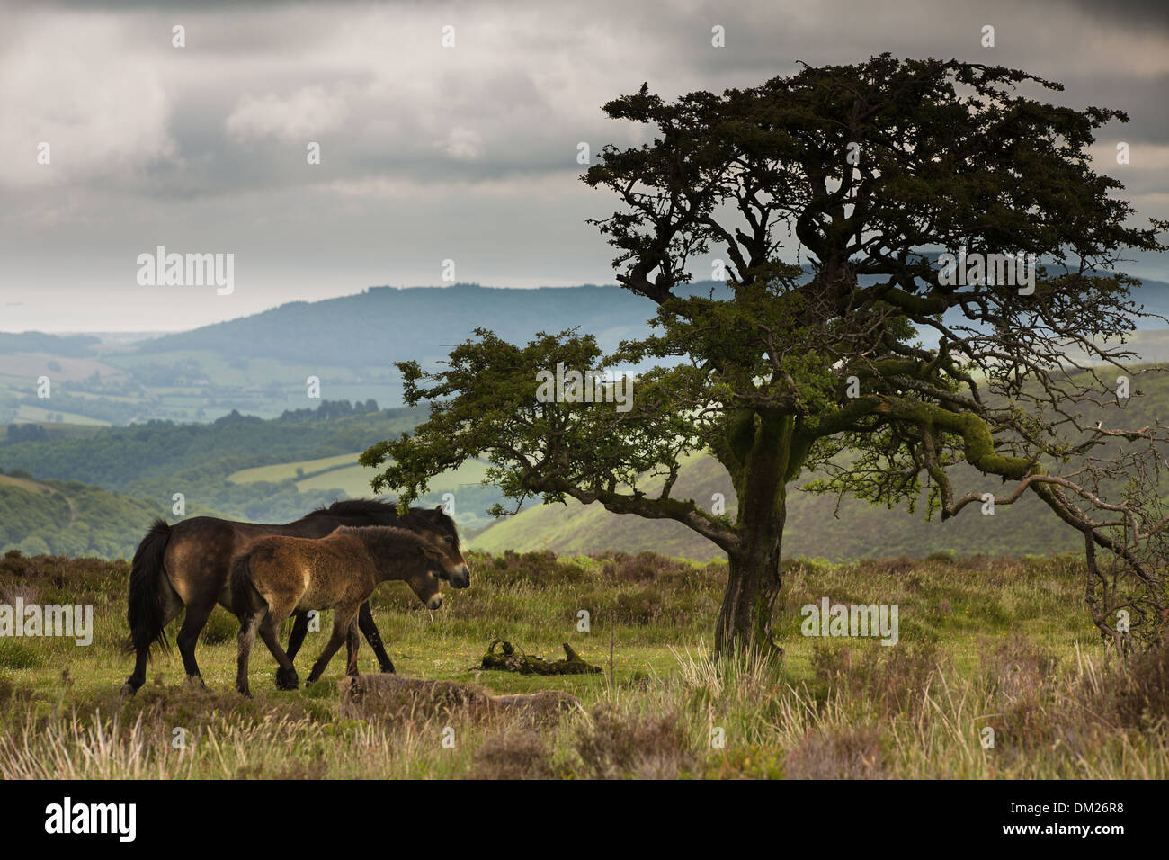 Pony selvatici su Exmoor, Somerset, Inghilterra Foto Stock