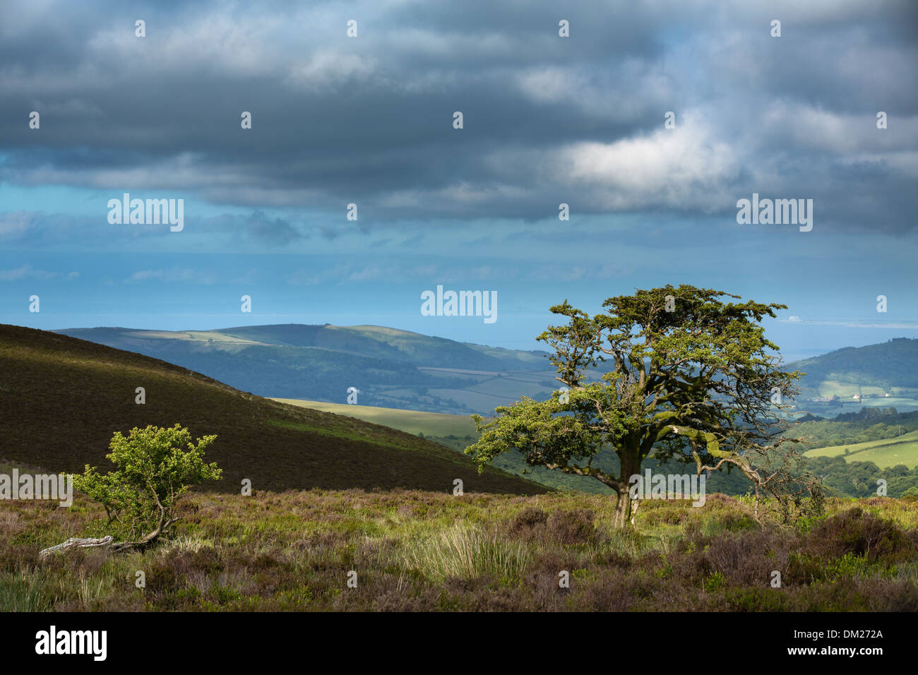 Un albero a Porlock comune, Exmoor, Somerset, Inghilterra Foto Stock