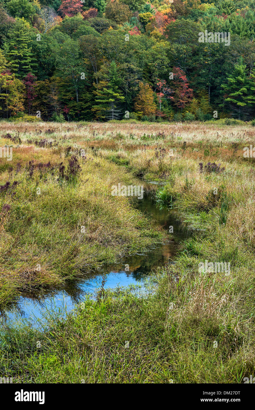 Dettaglio astratta di un autunno boschi, Cornwall Connecticut, Stati Uniti d'America Foto Stock