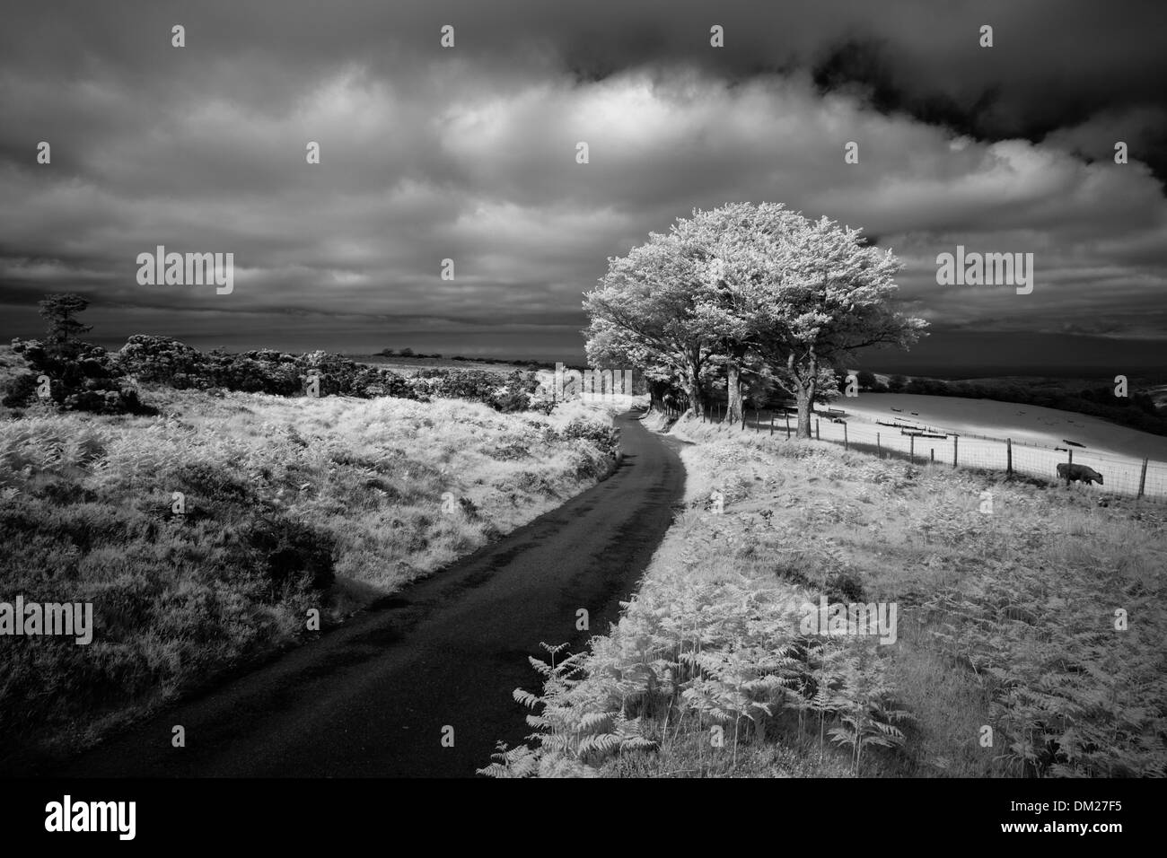 La strada per Cloutsham, Stoke Pero comune, Exmoor, Somerset, Inghilterra Foto Stock