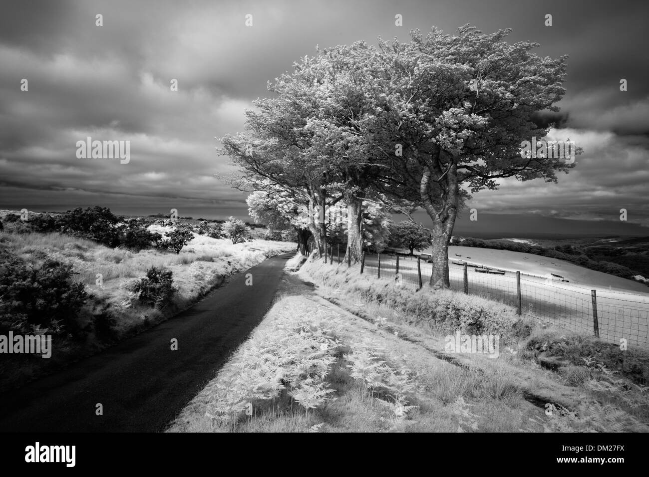 La strada per Cloutsham, Stoke Pero comune, Exmoor, Somerset, Inghilterra Foto Stock