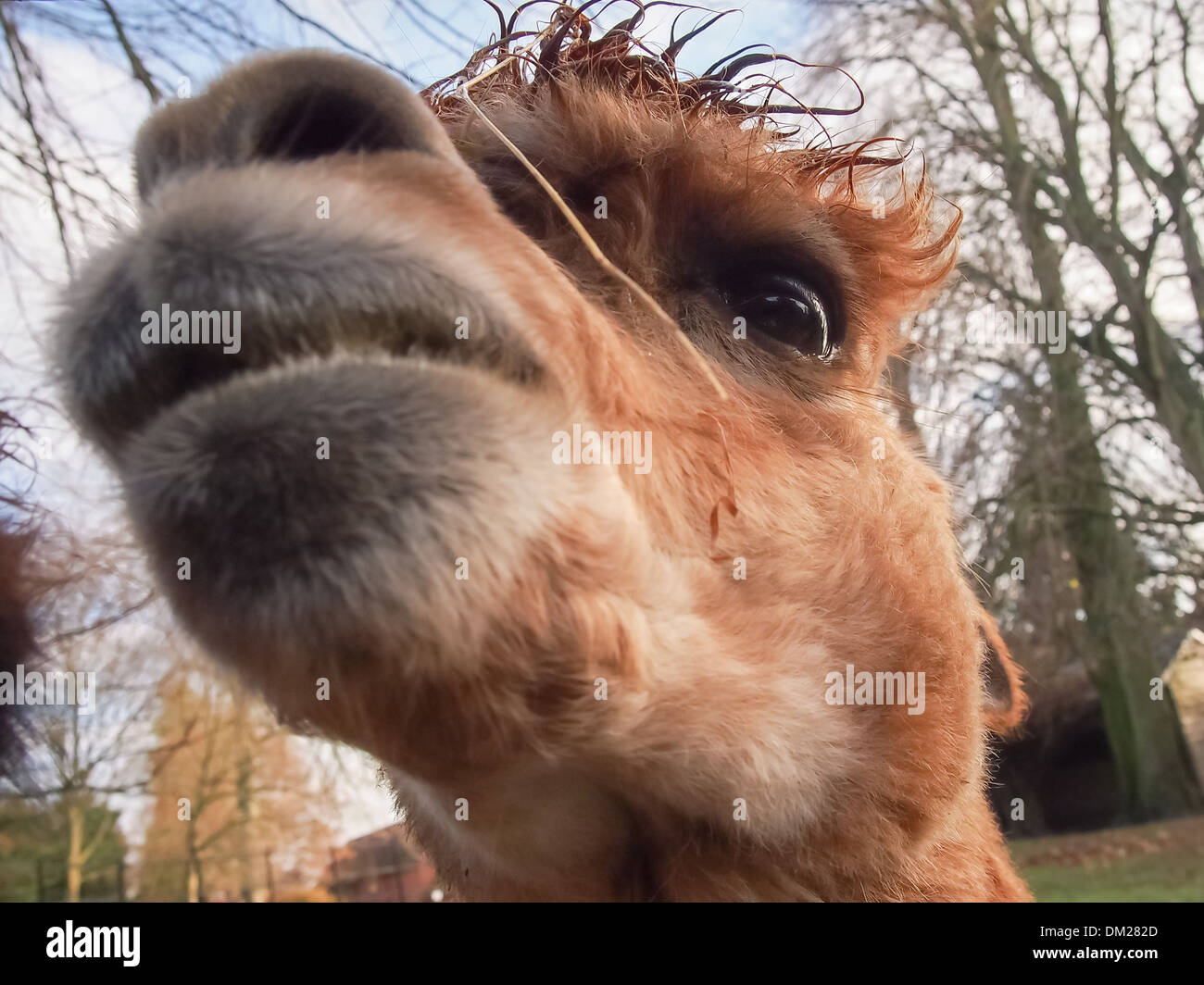 Extreme close up di un llama la testa Foto Stock