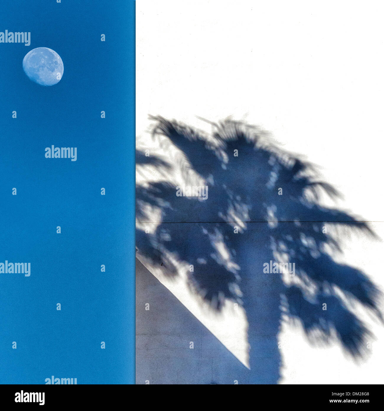 Una immagine composita di una luna piena e un'ombra di una palma. Foto Stock