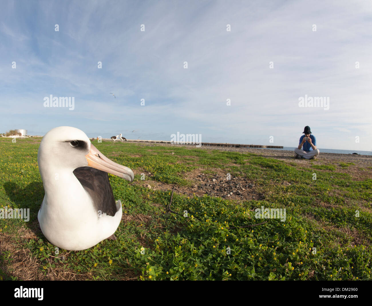 Laysan Albatross (Phoebastria immutabilis) con un uomo birdwatching Foto Stock