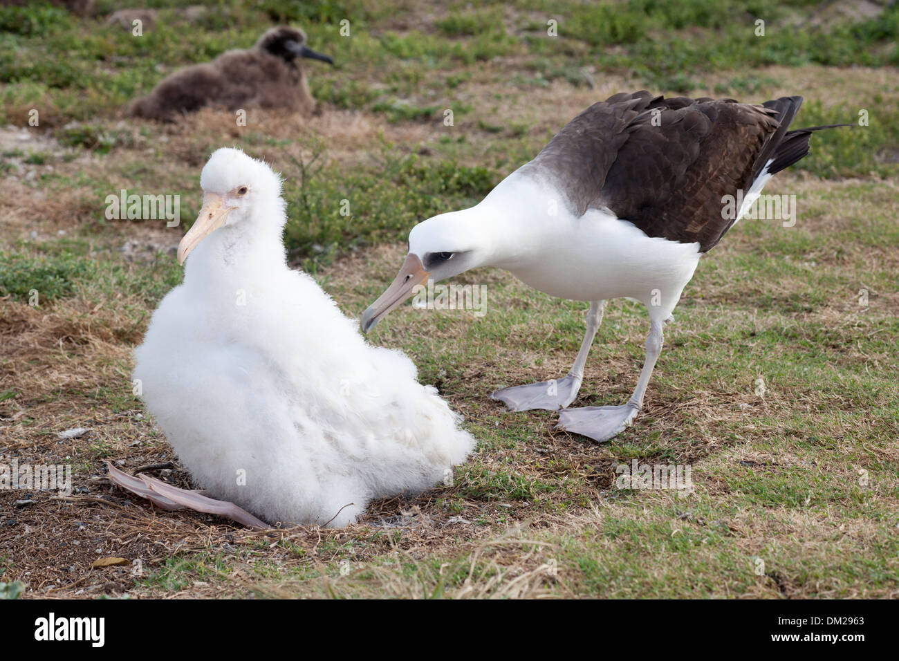 Laysan Albatross (Phoebastria immutabilis) adulto che appare curioso circa un pulcino leucistic bianco privo di pigmentazione normale su Midway Atoll Foto Stock