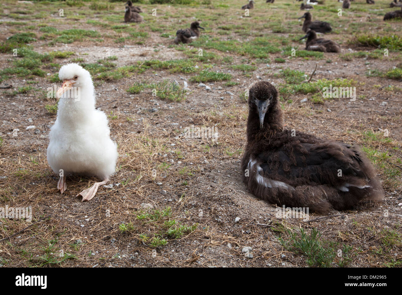 Bianco Leucistic Laysan Albatross pulcino (Phoebastria immutabilis) accanto al pulcino con normale pigmentazione marrone sul nido in un pacifico del Nord colonia nidificazione Foto Stock