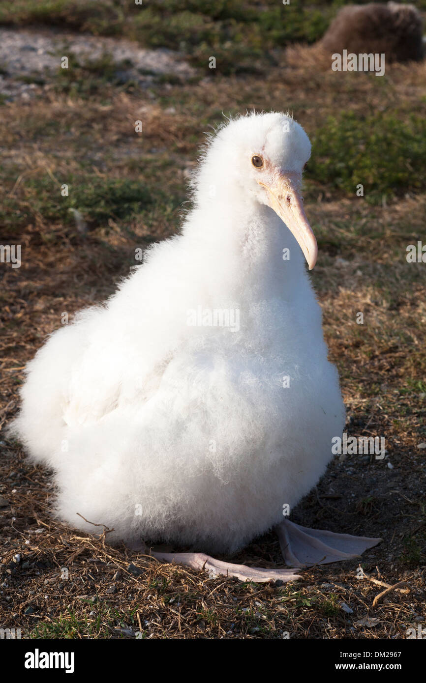 Leucistic Laysan Albatross pulcino (Phoebastria immutabilis) Mancanza di pigmentazione normale Foto Stock