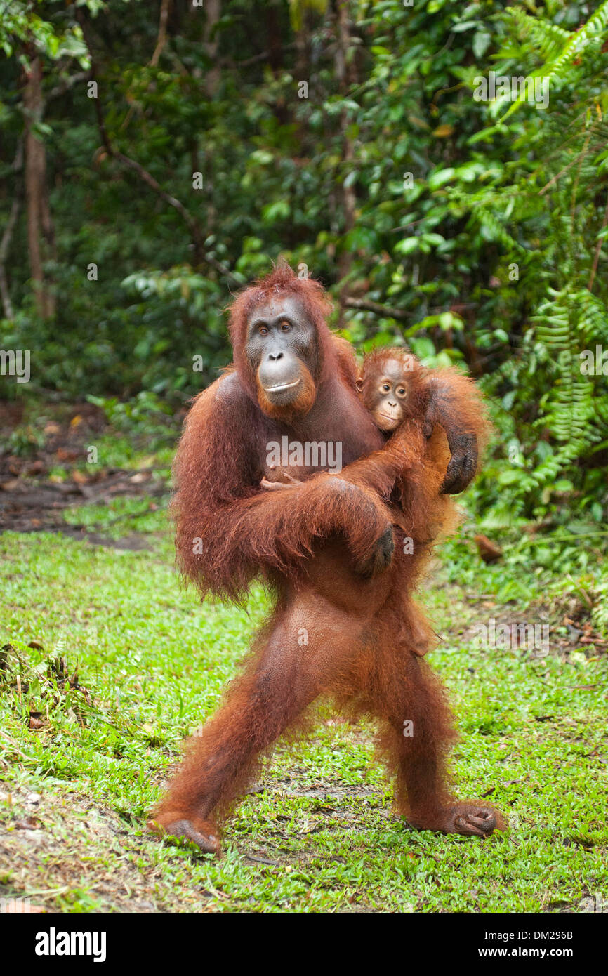 Madre Bornean Orangutan (Pongo pygmaeus) che cammina e porta il suo bambino a Camp Leakey nel Parco Nazionale di Tanjung Puting. Specie criticamente minacciate Foto Stock
