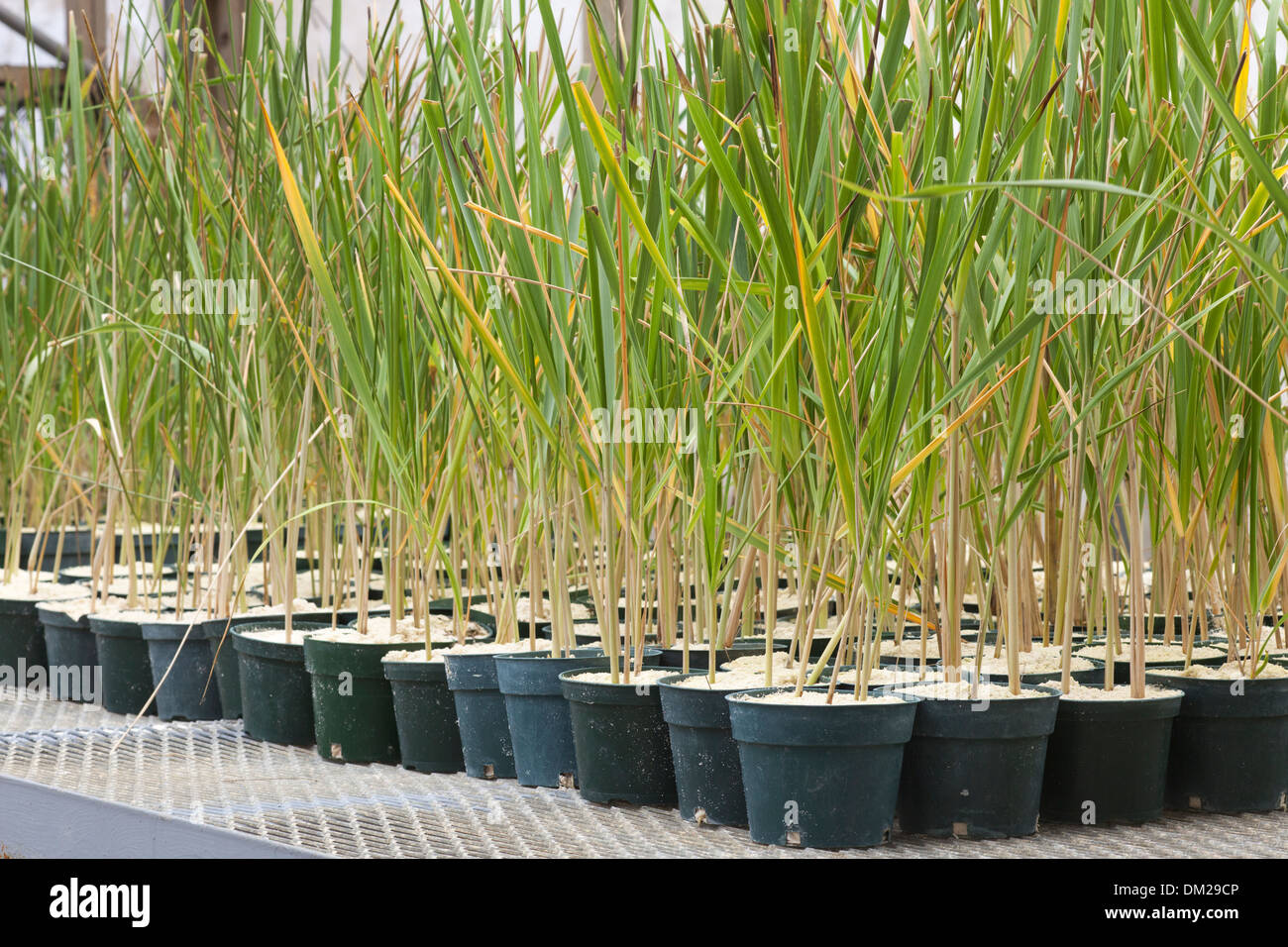 Grappolo Grass (Eragrostis variabilis) piantagioni che crescono in una serra per un progetto di restauro dell'habitat su un'isola del Pacifico. Foto Stock