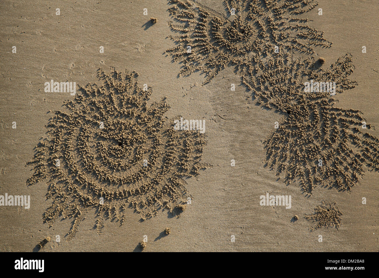 Modelli di granchio nella sabbia sulla spiaggia di Ngapali al crepuscolo, Rakhine, Myanmar (Birmania) Foto Stock