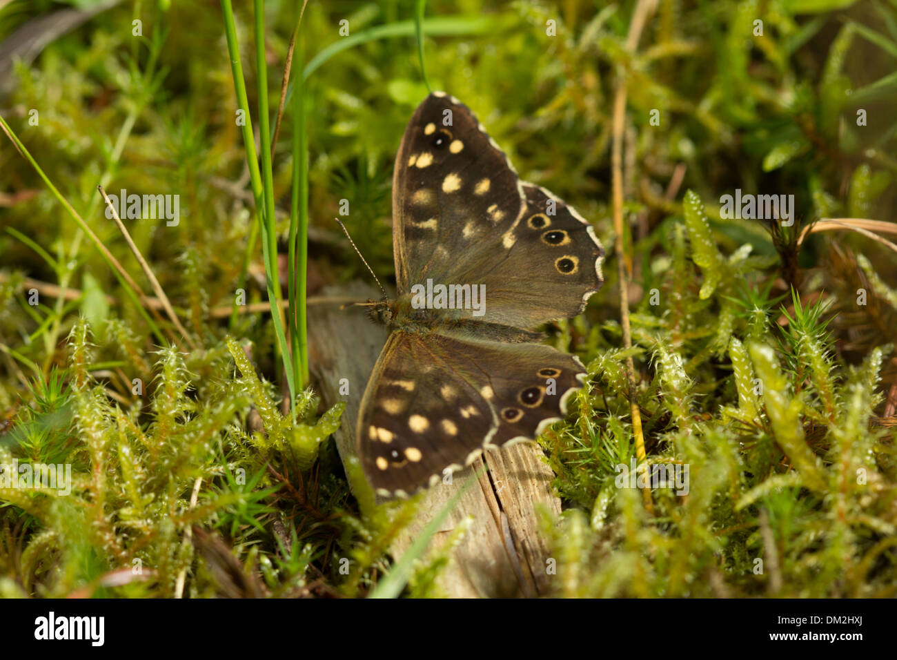 Punteggiate di farfalle di legno appoggiata su una foresta di muschio pavimento in colline del Surrey, Inghilterra Foto Stock