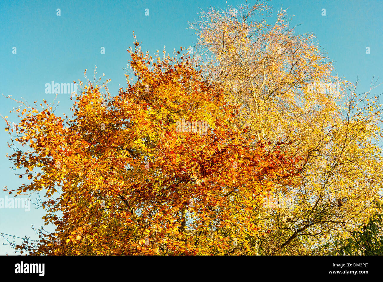 Giallo dorato di faggio e argento Betulla foglie nel novembre del Regno Unito Foto Stock