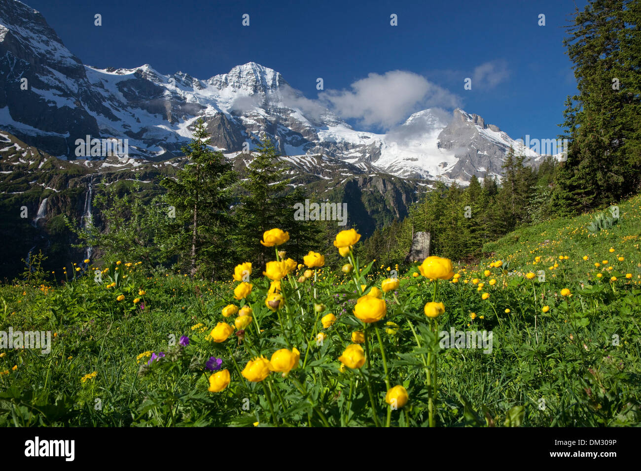 La Svizzera in Europa montagne montagna fiore fiori canton Berna Alpi Bernese Oberland Bernese Breithorn Tschingelhorn Foto Stock