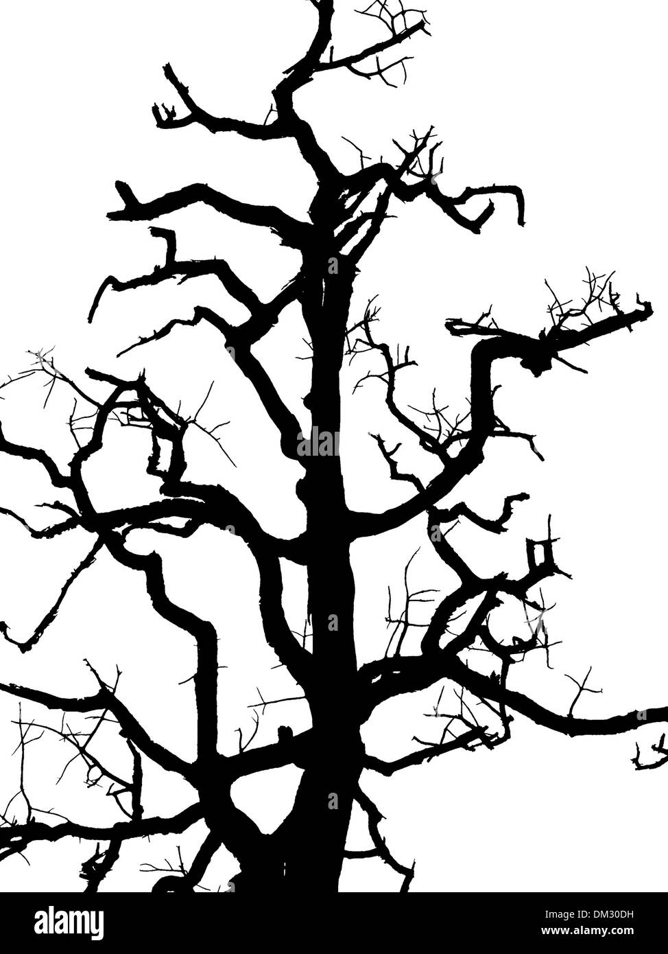 Silhouette di alberi , albero morto Foto Stock