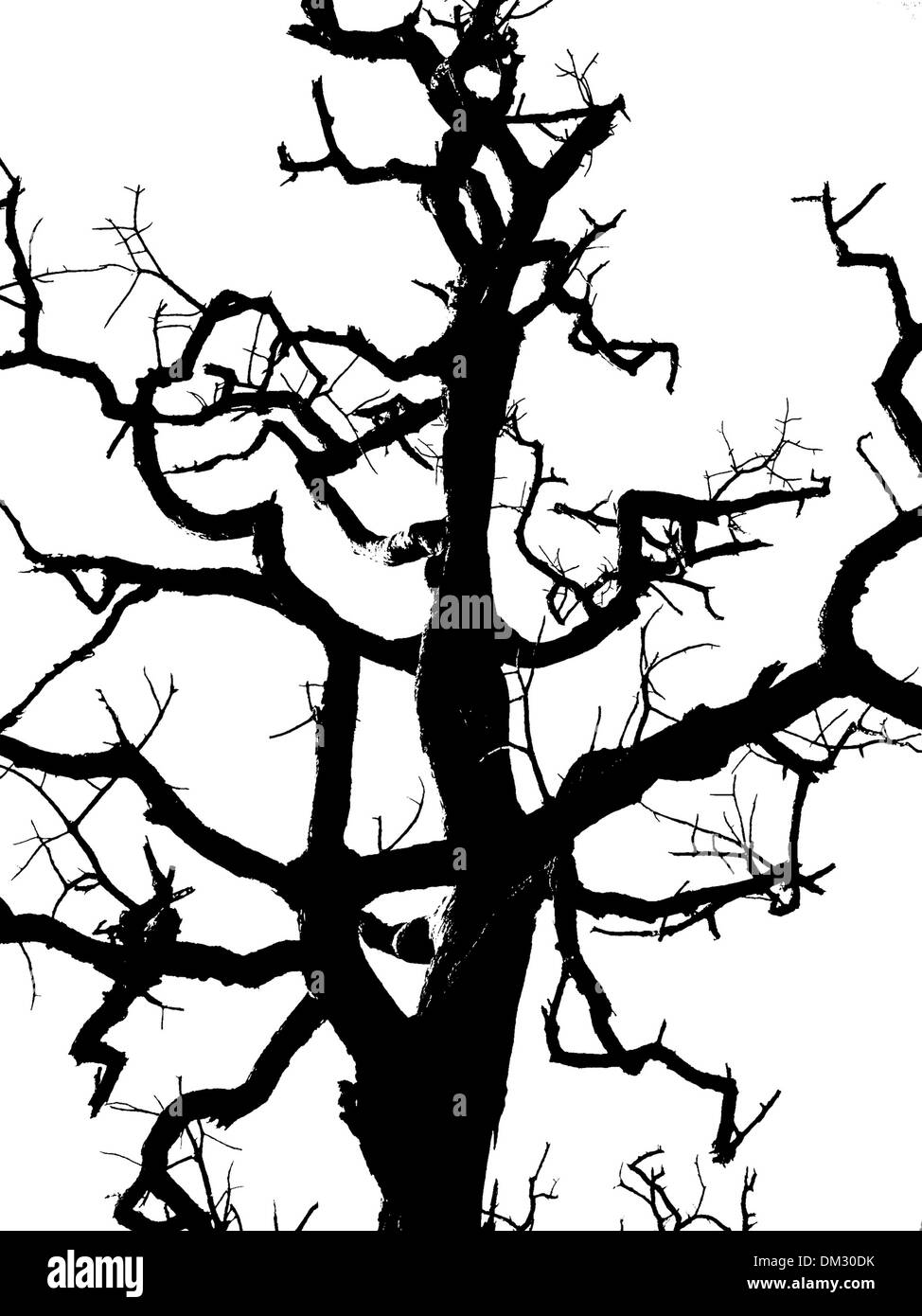 Silhouette di alberi , albero morto Foto Stock