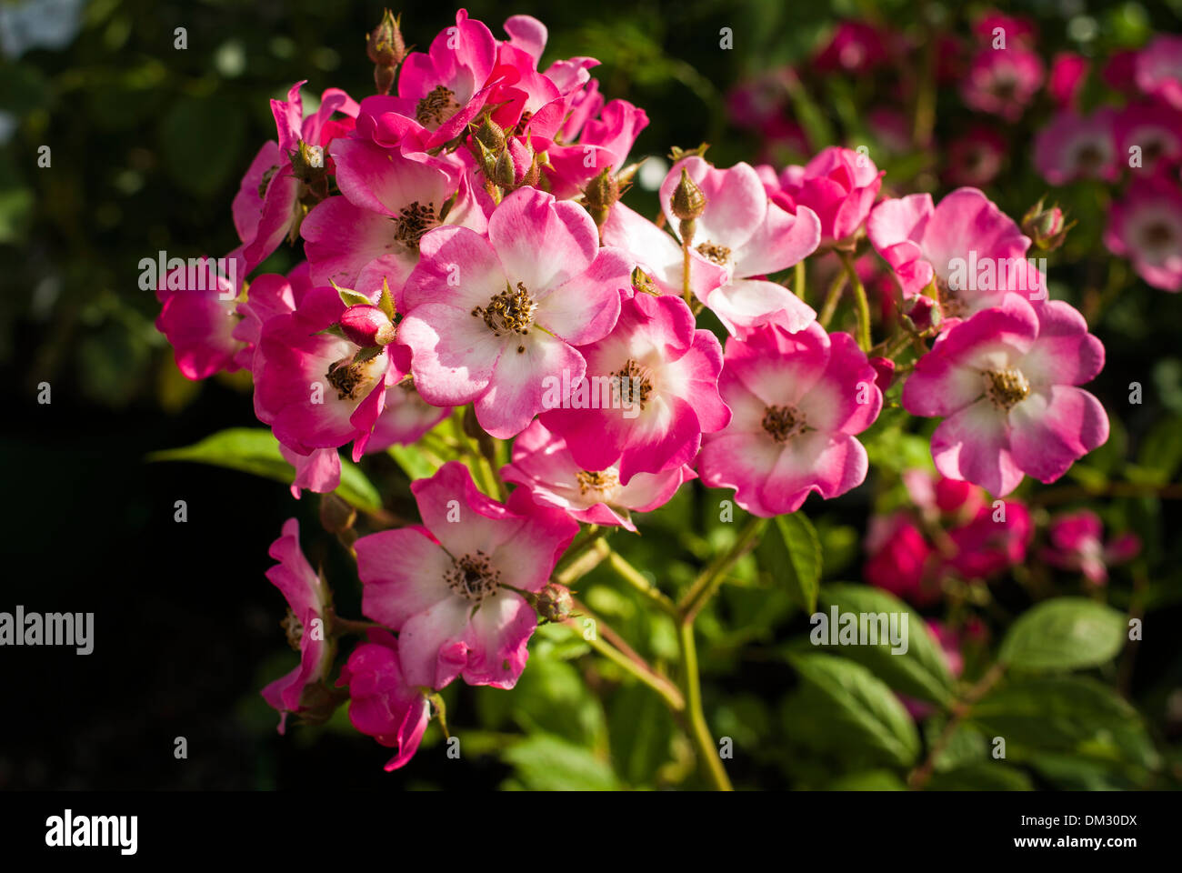 Cluster attraente a fiore rosa rosa Mozart Foto Stock