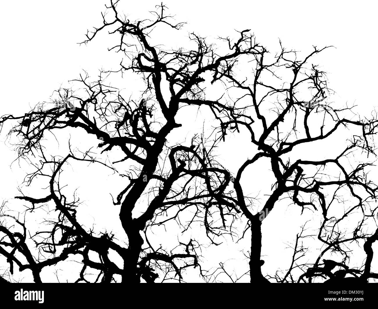 Silhouette di alberi , albero morto Foto Stock