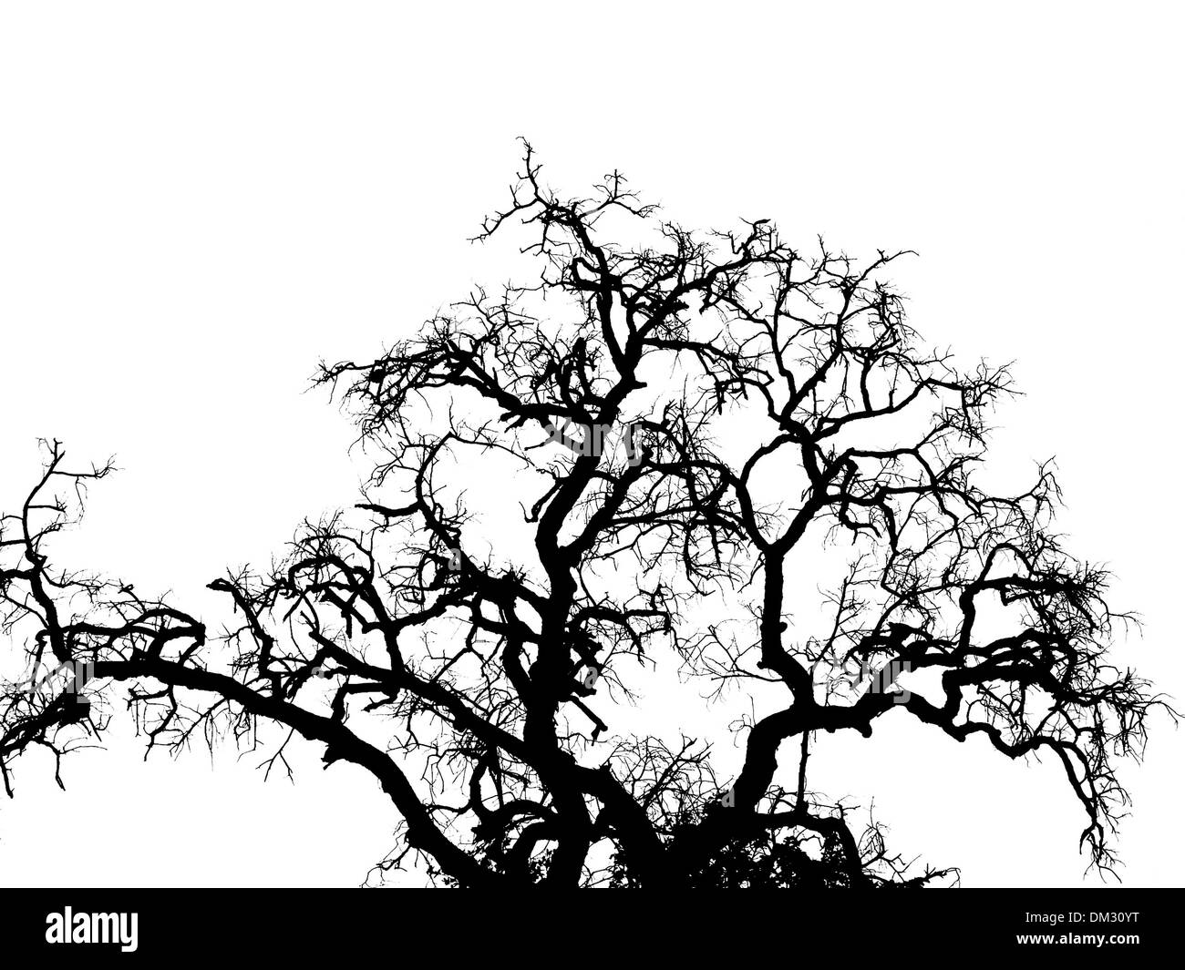 Silhouette di alberi , albero morto Foto Stock