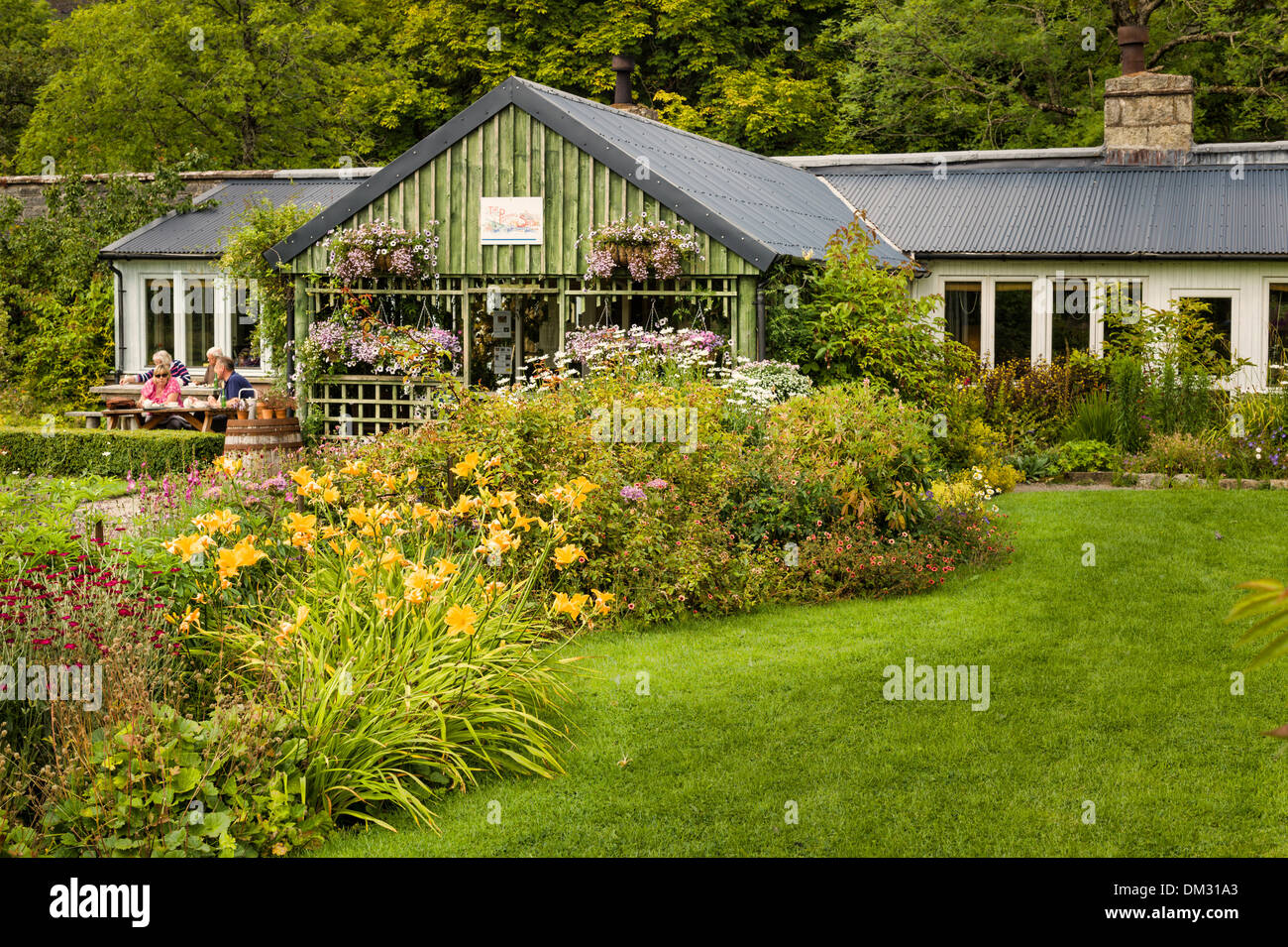 Giallo dorato giorno gigli dominano questo fiore in frontiera Applecross giardino con la sala da tè al di là Foto Stock