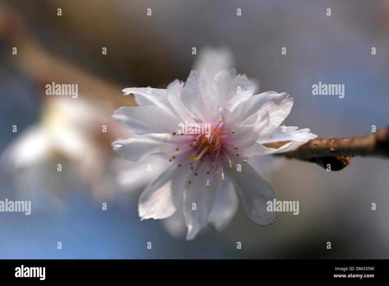 Immagine macro di una fioritura invernale Cherry Tree blossom (Prunus x subhirtella Autumnalis) Foto Stock