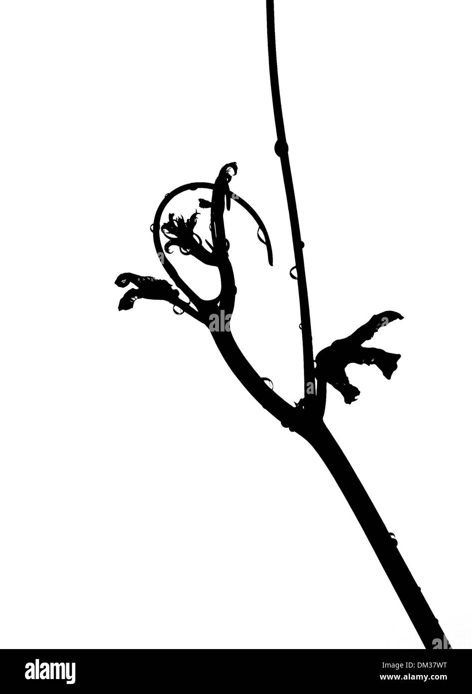 Pianta astratta Foto Stock