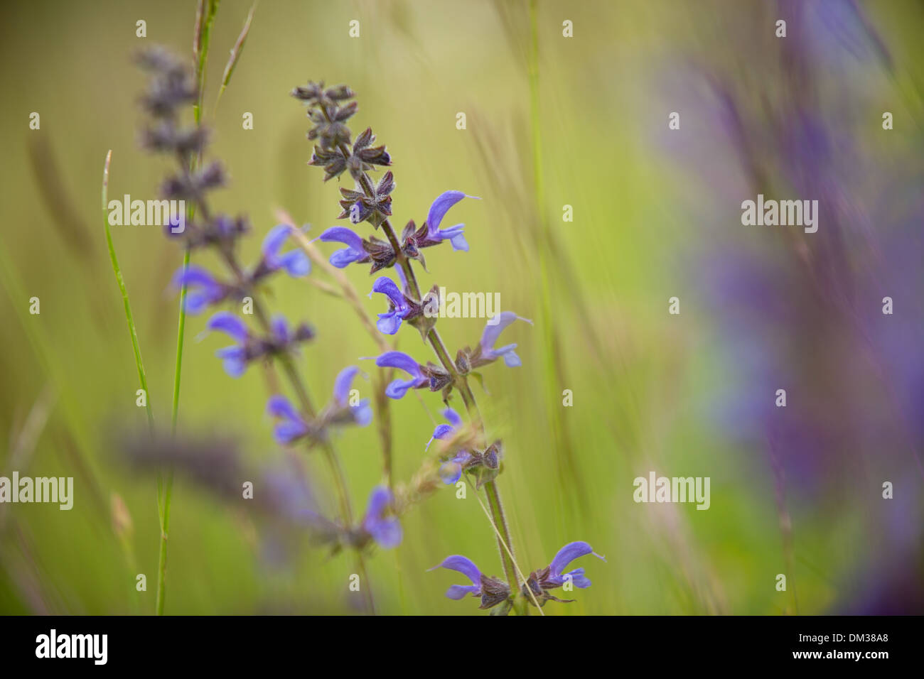 Prato salvia (Salvia pratensis), Umbria. Italia Foto Stock