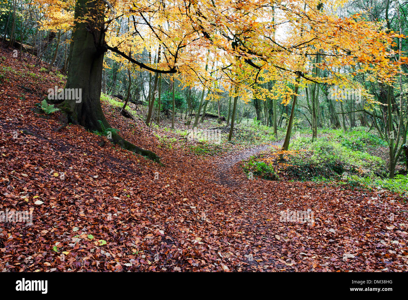 Bosco autunnale al Parco Macintosh in Knaresborough North Yorkshire, Inghilterra Foto Stock