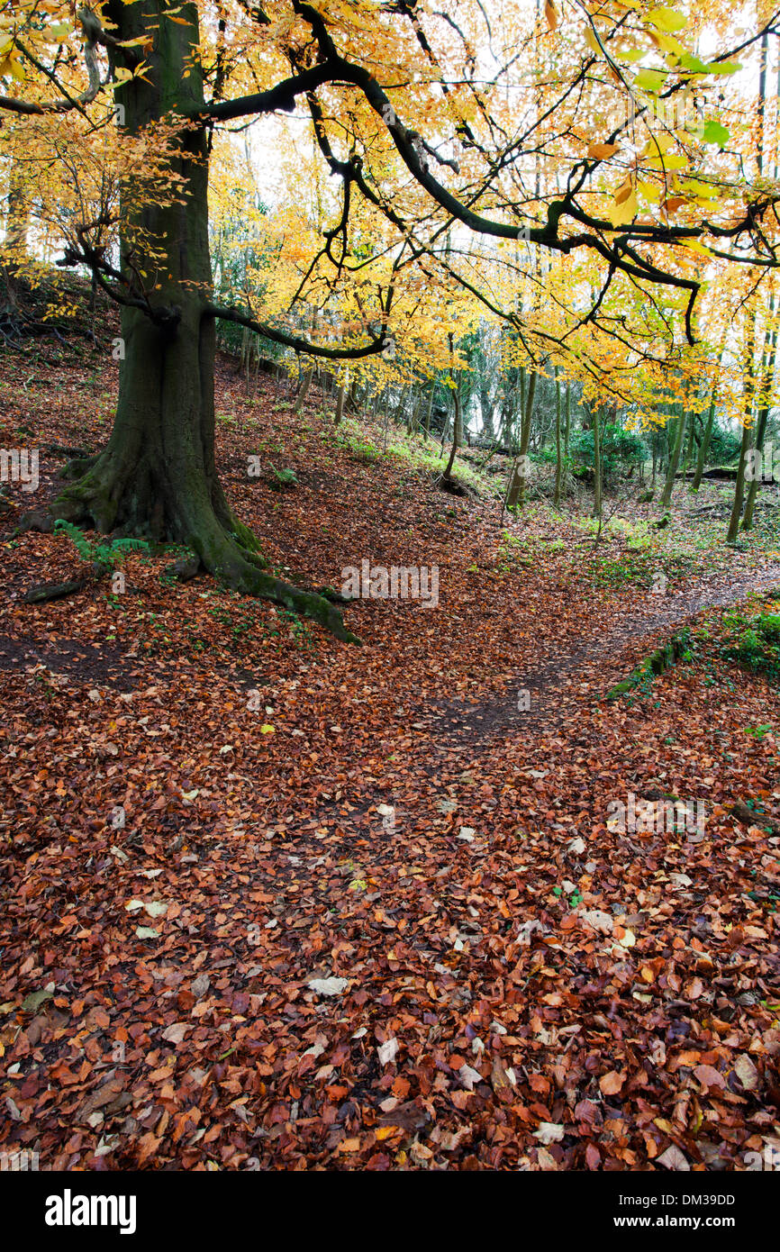 Bosco autunnale al Parco Macintosh in Knaresborough North Yorkshire, Inghilterra Foto Stock