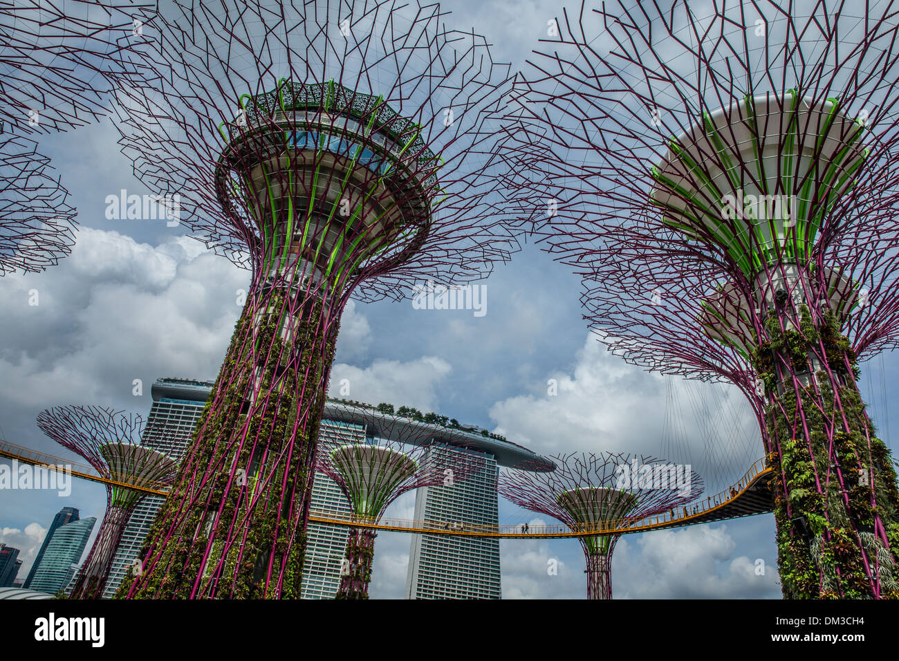 Il Supertrees, giardini dalla baia, Singapore Foto Stock