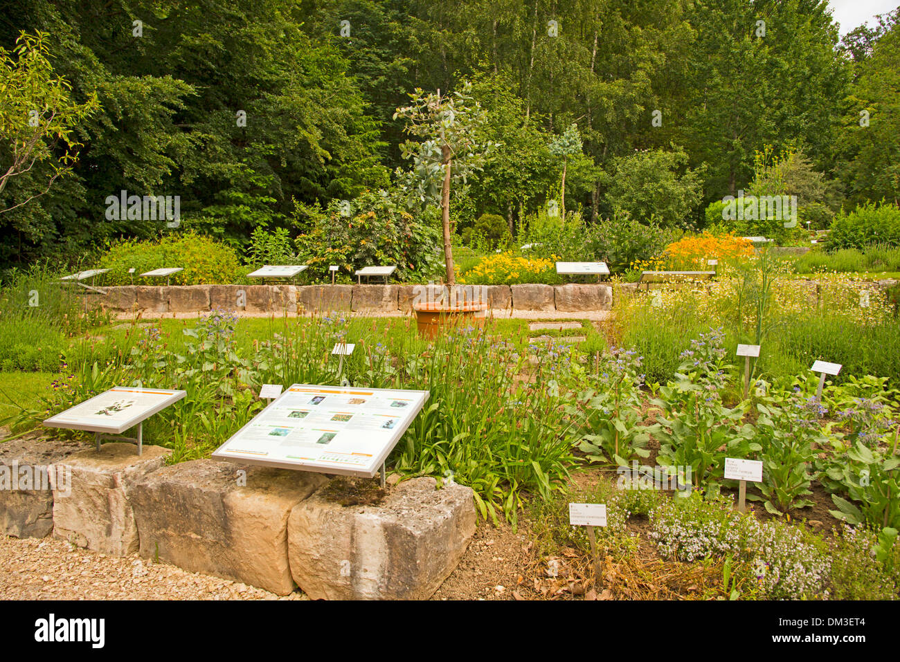 Alp medicina alternativa speziale giardino di piante mediche Baden-Wurttemberg botanica giardino botanico Germania Europa flora garden Foto Stock