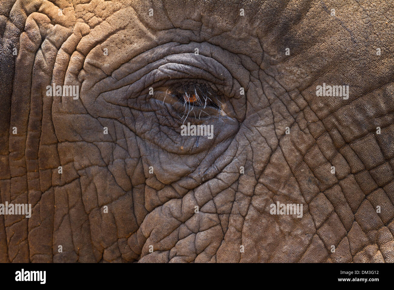 Elefante africano (Loxodonta africana) Bush o di Elefanti Elefante Savana Foto Stock